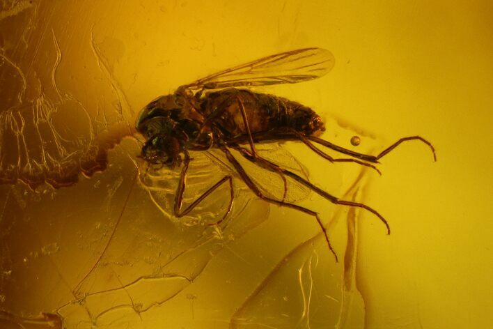 Fossil Fly (Diptera) In Baltic Amber #135025
